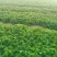 大叶宁玉草莓苗种苗脱毒穴盘苗品种纯正实地看苗