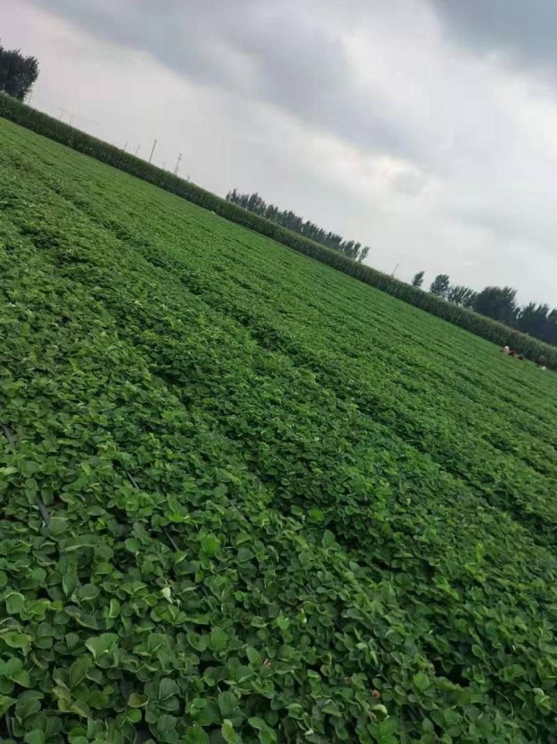 大叶宁玉草莓苗种苗脱毒穴盘苗品种纯正实地看苗