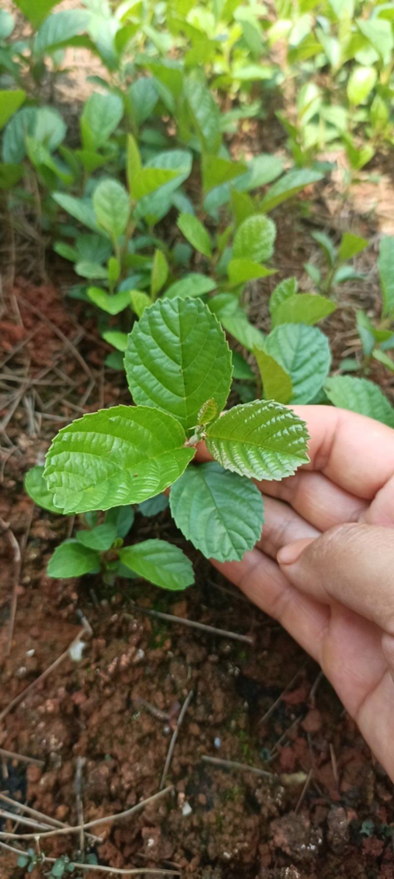桤木，冬瓜小苗