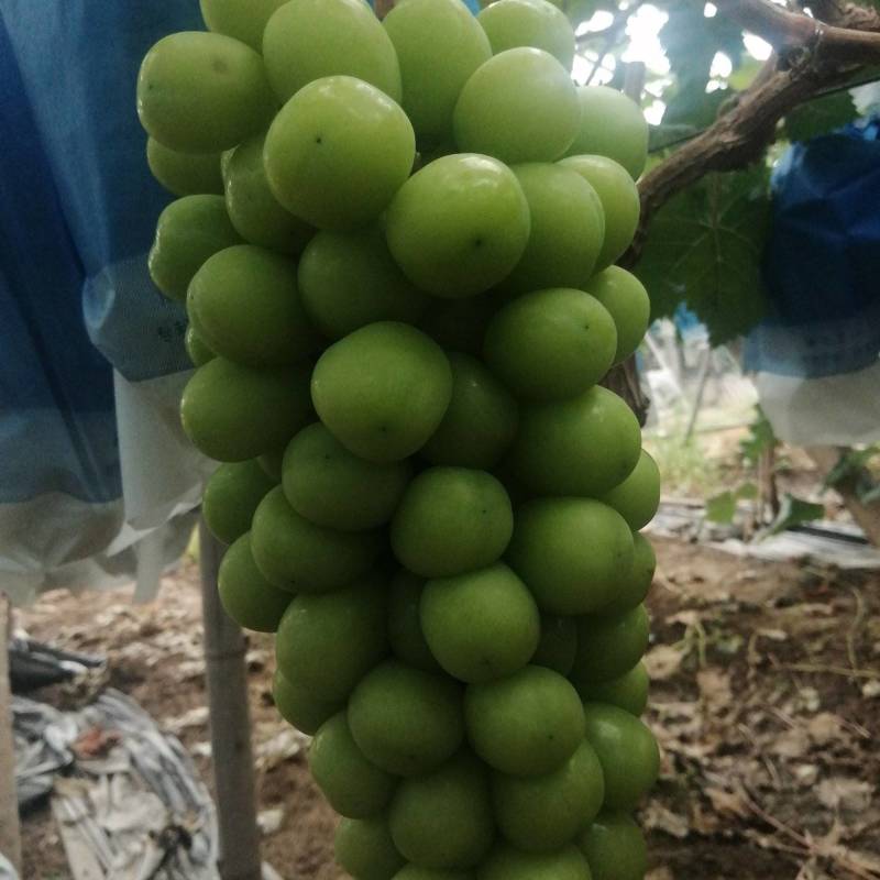 阳光玫瑰开始大量上市