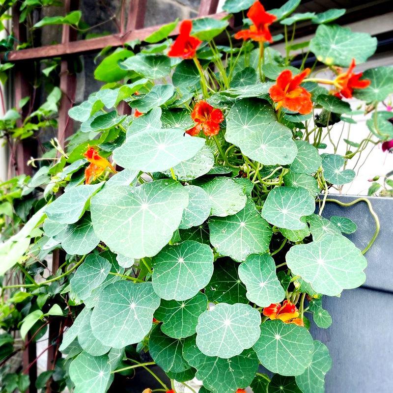 花卉秋天多年生矮生花草植物金莲花旱金莲种子四季易种易活花