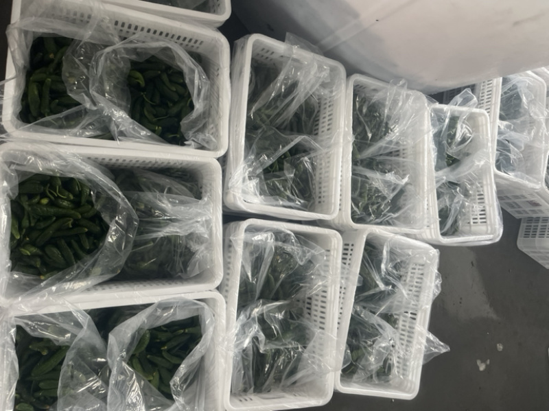 小黄瓜咸菜半成品大量有货酱菜专用，咸菜专用。专业