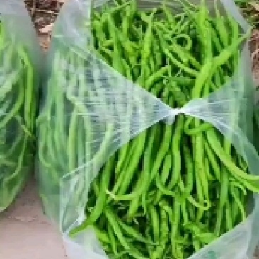 线椒