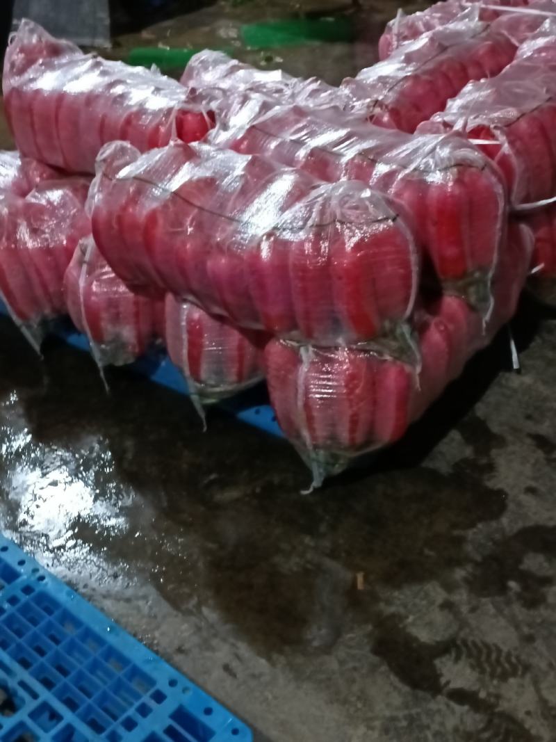 红皮萝卜
