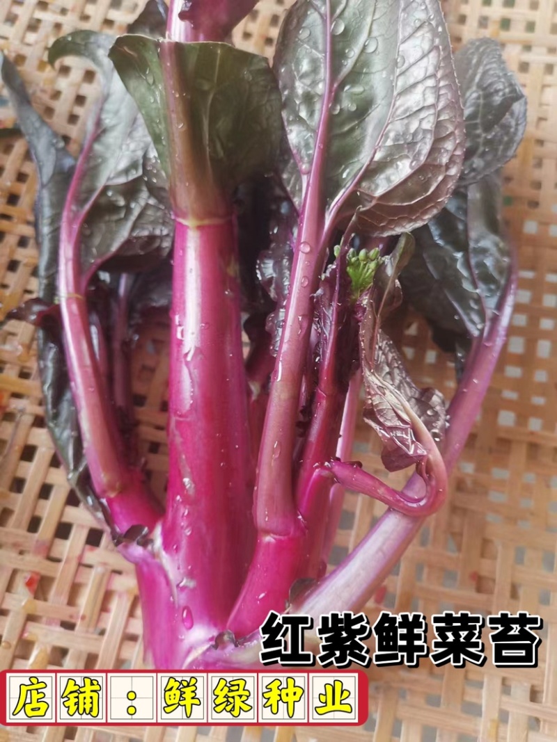 早熟、红紫菜苔，植株长势强，出苔早，品质口感优