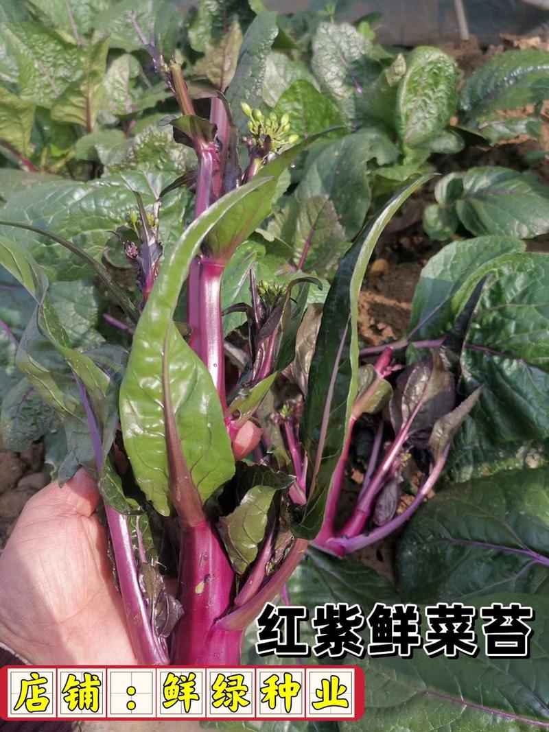 早熟、红紫菜苔，植株长势强，出苔早，品质口感优