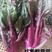早熟、红紫菜苔，植株长势强，出苔早，品质口感优