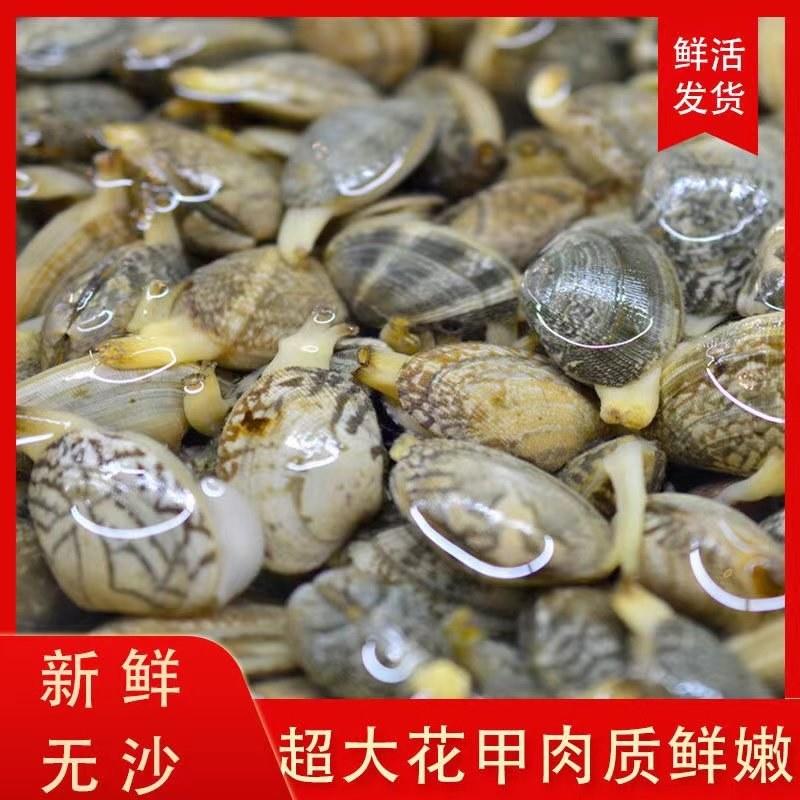 连云港赣榆本地无沙花甲，蛤蜊，花蛤，耐活耐养，质优价低。
