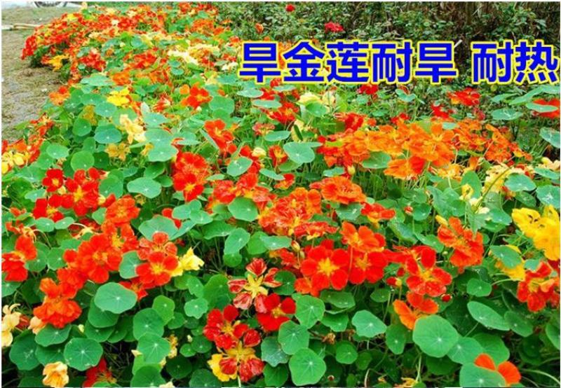 旱金莲种子垂吊爬藤花卉种籽室内阳台盆栽春四季播种开花