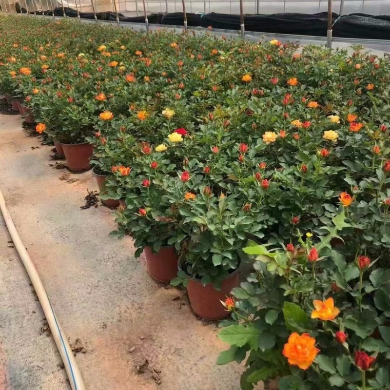 欧洲玫瑰月季(火焰)盆栽带花苞四季开花不断阳台庭院花卉植