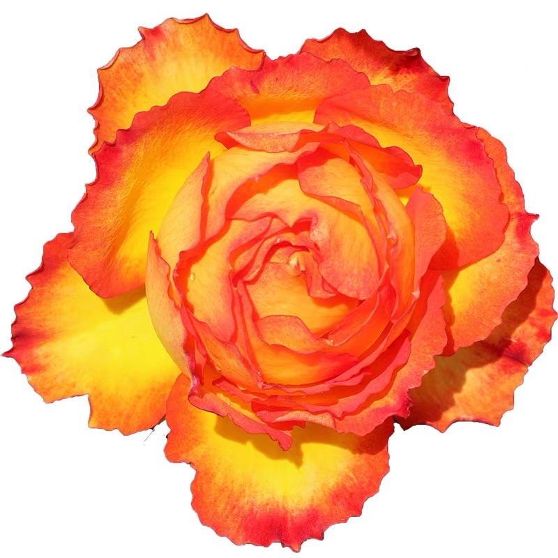 欧洲玫瑰月季(火焰)盆栽带花苞四季开花不断阳台庭院花卉植