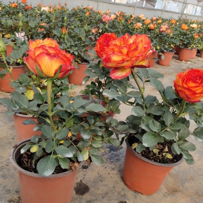欧洲玫瑰月季(火焰)盆栽带花苞四季开花不断阳台庭院花卉植