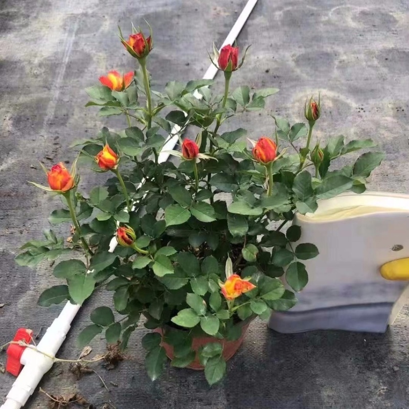 欧洲玫瑰月季(火焰)盆栽带花苞四季开花不断阳台庭院花卉植