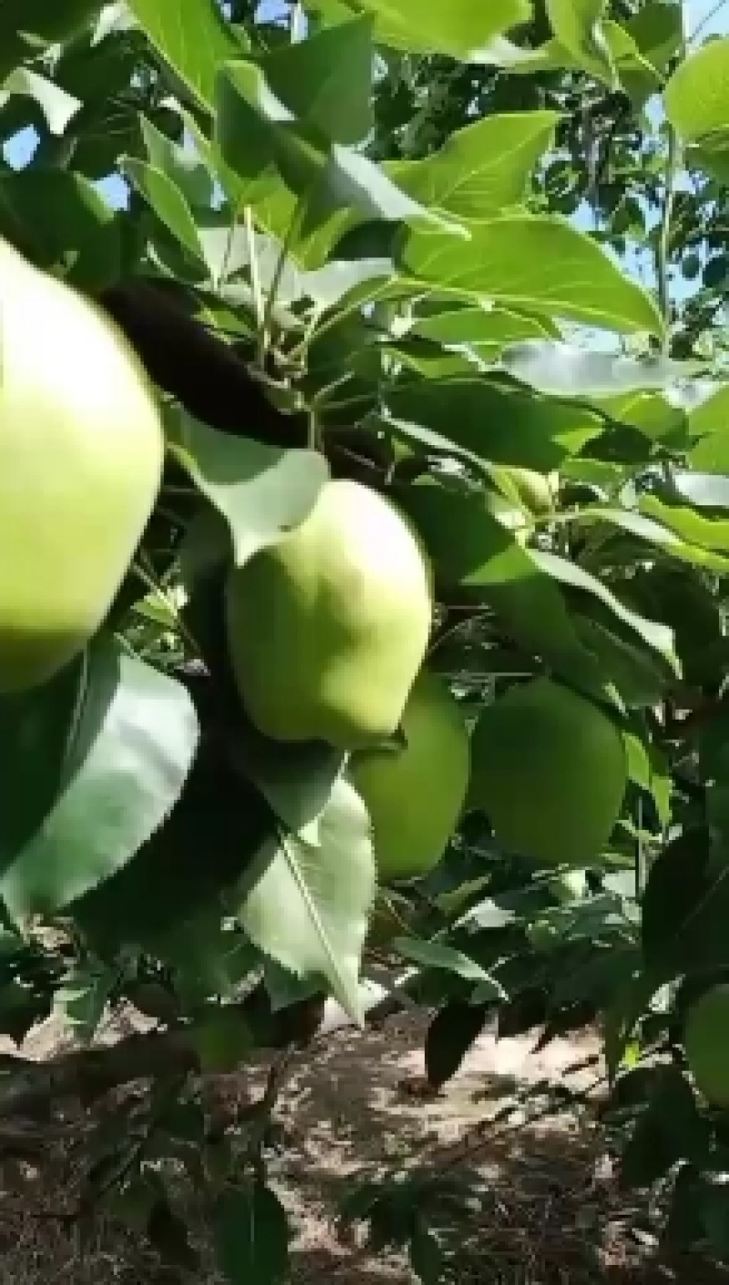 早酥，新梨七号批发‘