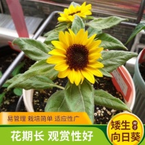 矮生向日葵种子矮杆太阳花室内盆栽室外庭院易种活四季观赏花