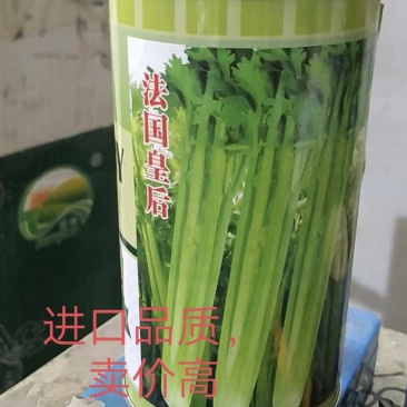 法囯西芹种子抗病性强实心囗感好经济效益高
