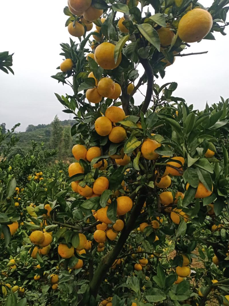 回峰蜜桔，湖南江永回龙圩普早蜜桔大量上市中，欢迎各地客商