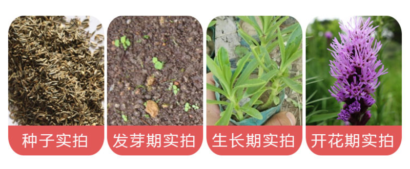 蛇鞭菊种子庭院多年生草本植物观赏花卉花海种植麒麟菊猫尾花