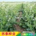 肥田萝卜种子