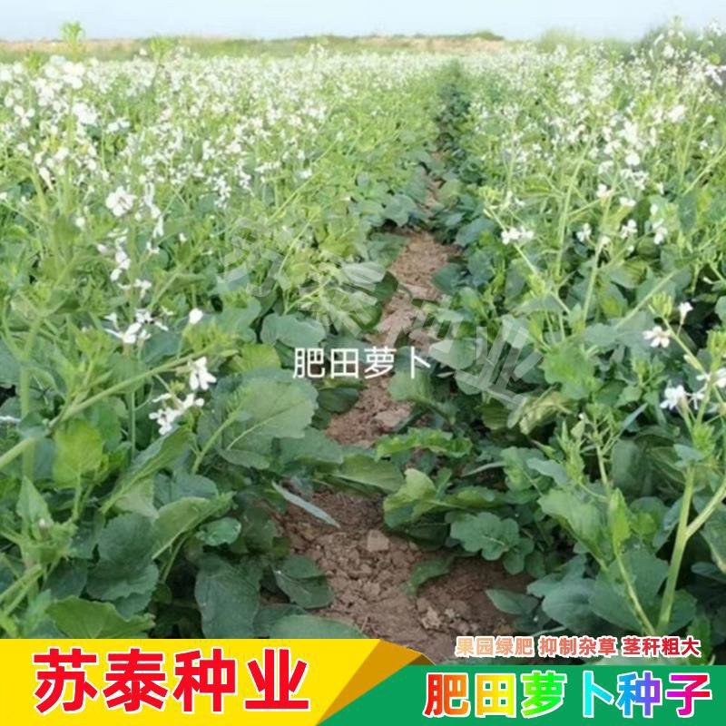 肥田萝卜种子