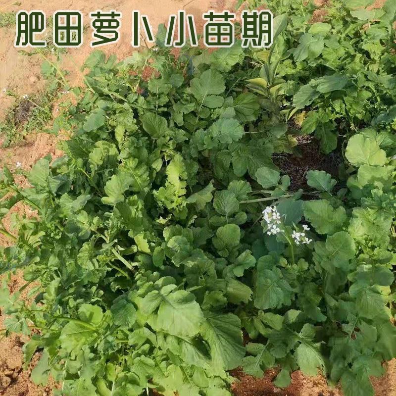 肥田萝卜种子