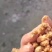 肯德基油渣食品厂油渣，饲料用榨油用的都有
