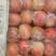 美八冰糖心红露苹果大量上市了保质保量产地直发