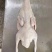 麻鸭