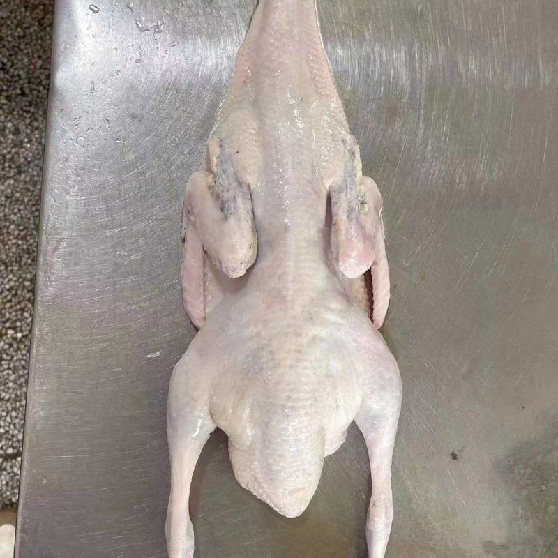 麻鸭