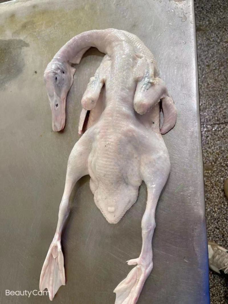 麻鸭