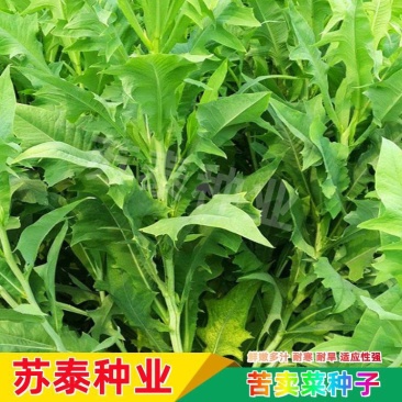 苦荬菜种子苦麦菜四季草籽养殖专用牧草种子量大优惠