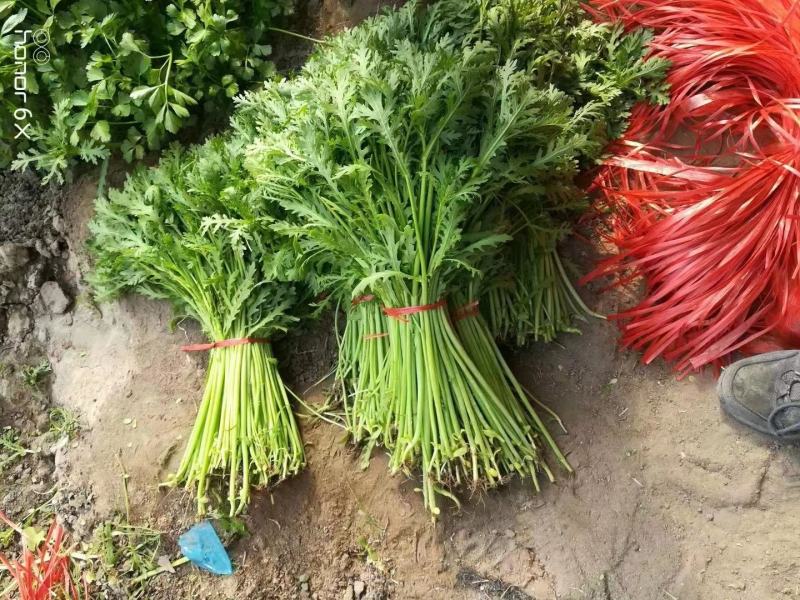 茼蒿菜种子小叶茼蒿种子小叶光杆茼蒿种子质量保证