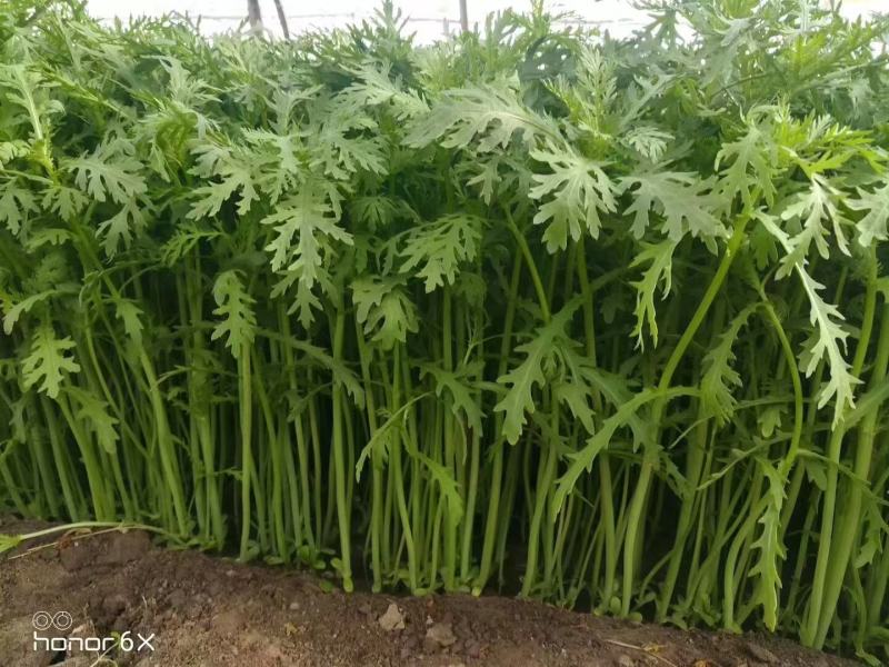茼蒿菜种子小叶茼蒿种子小叶光杆茼蒿种子质量保证