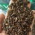 绿豆衣中药材无硫干货干净无杂中药材大全可做药枕