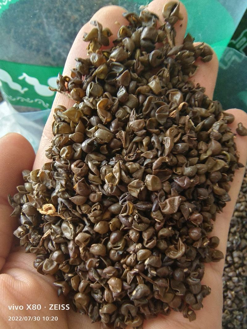 绿豆衣中药材无硫干货干净无杂中药材大全可做药枕