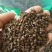 绿豆衣中药材无硫干货干净无杂中药材大全可做药枕