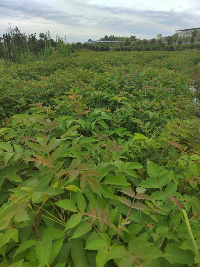 茗园苗圃长年提供优质盐扶木苗木！诚信经营！