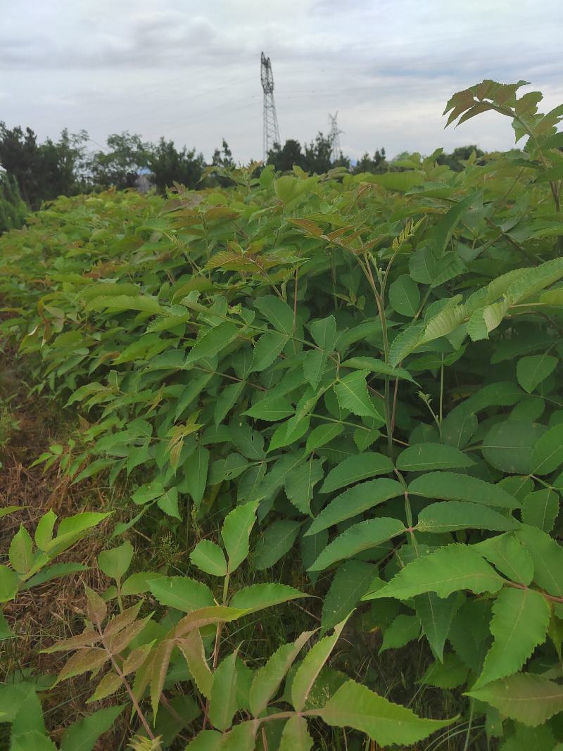 茗园苗圃长年提供优质盐扶木苗木！诚信经营！