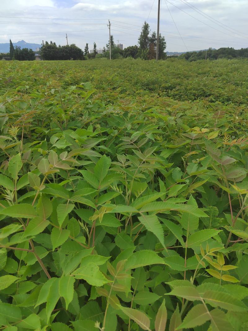 茗园苗圃长年提供优质盐扶木苗木！诚信经营！