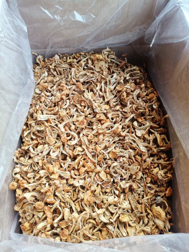 滑子菇，产地直发，货源充足，质量不错，品质优良。