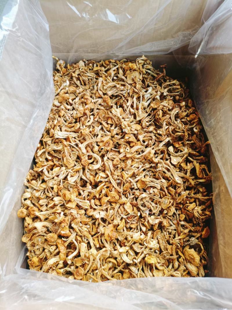 滑子菇，产地直发，货源充足，质量不错，品质优良。
