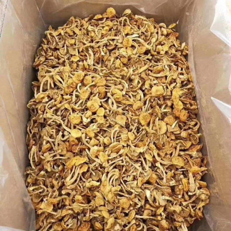 滑子菇，产地直发，货源充足，质量不错，品质优良。