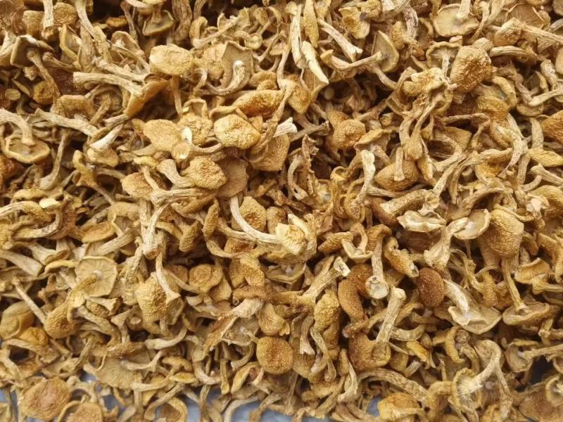 滑子菇，产地直发，货源充足，质量不错，品质优良。