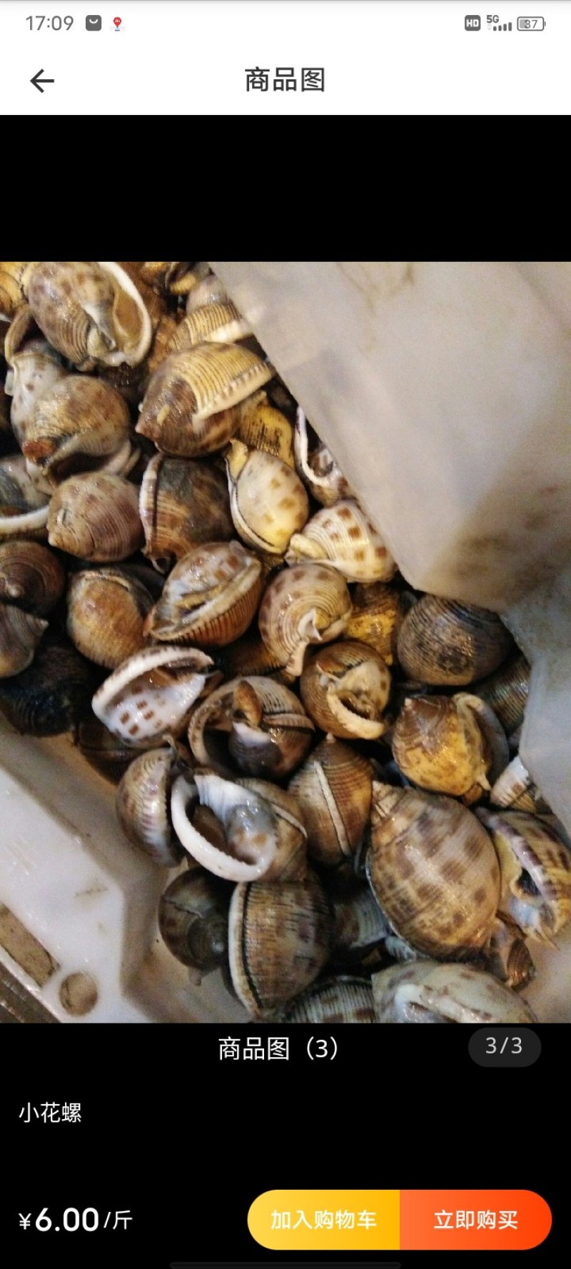 东海大花螺