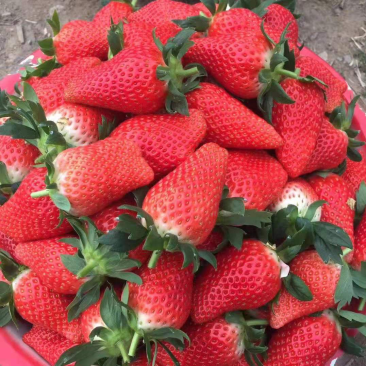 甜宝草莓苗，甜宝草莓苗，草莓苗，穴盘种苗，妙香三号