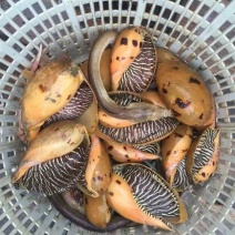 黄螺
