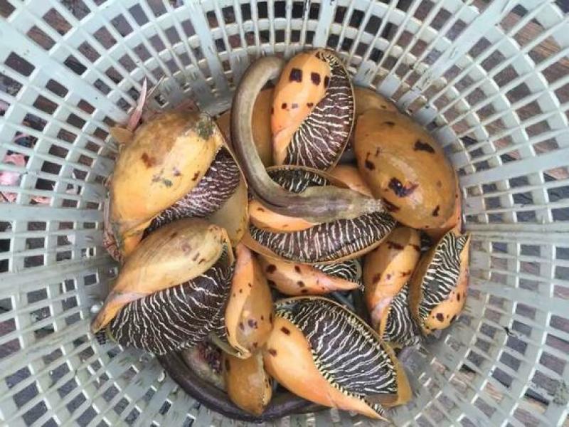 黄螺