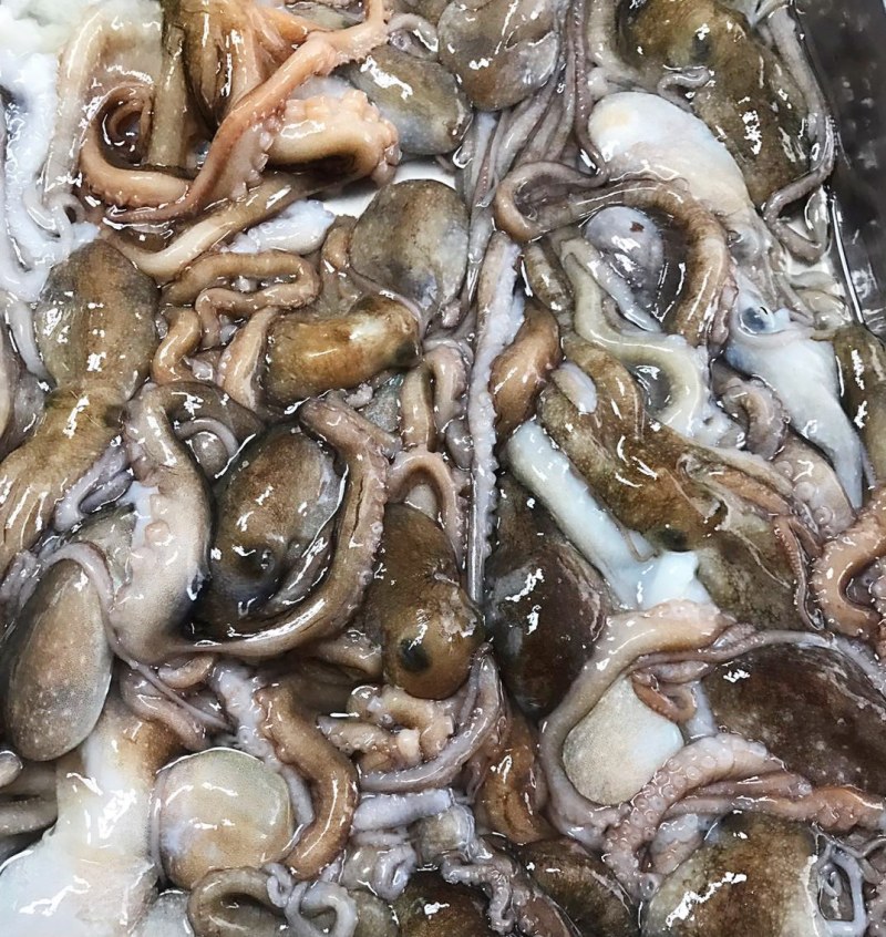 长腿八爪鱼