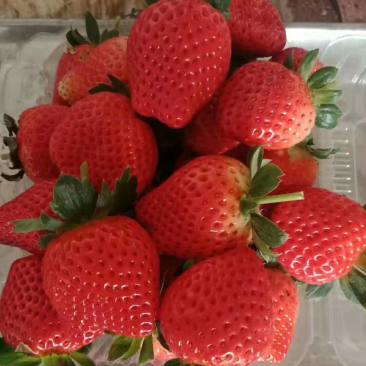 天仙醉草莓苗,随珠草莓苗,章姬草莓苗,脱毒苗成活率高