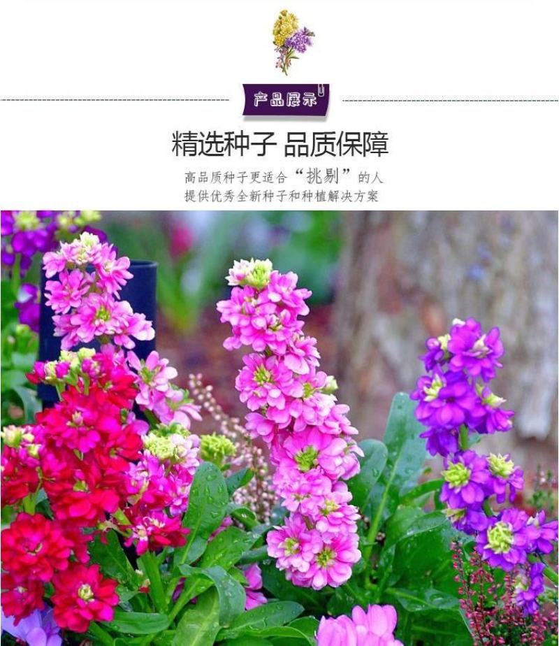 紫罗兰种子多年生室内阳台盆栽易活易种花卉春播夏播秋播籽